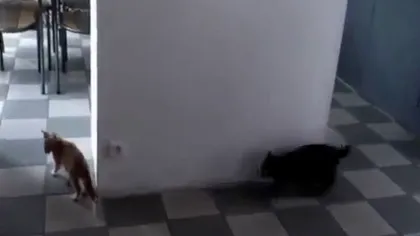Pisica la pândă: O felină, surprinsă de partenera ei de joacă cu un atac neaşteptat VIDEO