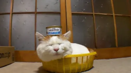 Cea mai LENEŞĂ pisică din lume! N-o trezeşti nici cu tunul VIDEO