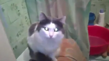 Cum reacţionează o pisică deranjată de pe toaletă VIDEO