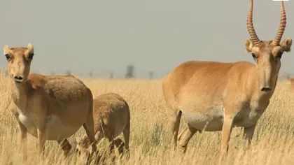 O capsulă spaţială rusească ar fi ucis peste 1.000 de antilope saiga