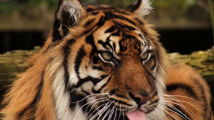 Planeta, de vânzare: Pădurea amazoniană şi tigrul din Sumatra, scoase la licitaţie pe eBay