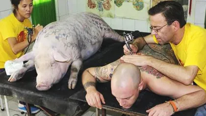 Cotlet pe şevalet. Un artist s-a apucat să TATUEZE PORCI. GALERIE FOTO