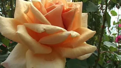 Festivalul trandafirilor în cel mai mare rozariu din România VIDEO