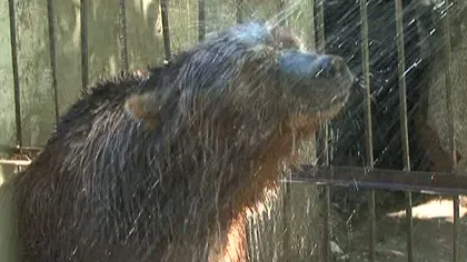 Cum se feresc animalele de la zoo de caniculă? Fac duş VIDEO