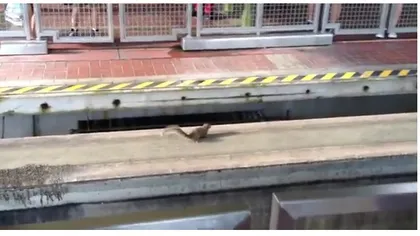 O veveriţă buclucaşă a OPRIT un tren VIDEO
