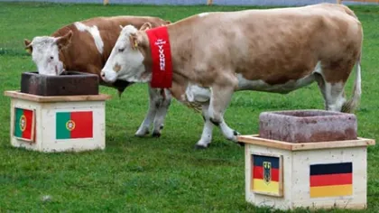 O vacă prezice înfrângerea Germaniei la Euro 2012 VIDEO