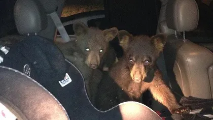 O ursoaică hoţomană şi-a uitat puii într-o maşină VIDEO