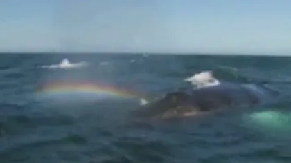Spectacol în Pacific, cu o balenă care 