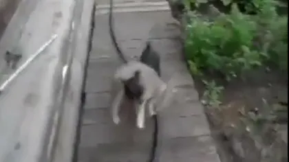Lene mare: Un căţel minuscul cară o pisică în spate VIDEO