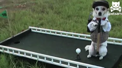 Un câine cu un talent deosebit: Joacă golf VIDEO