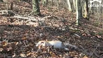 Cum se distrează un câine leneş VIDEO