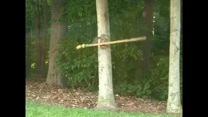 Cea mai perseverentă veveriţă din lume VIDEO