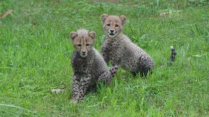Doi pui de ghepard vor primi numele olimpicilor la proba de sprint