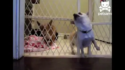 Cea mai nostimă evadare a unui câine VIDEO