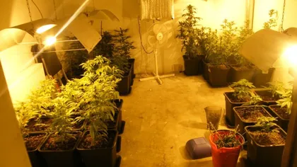 Cultură de cannabis, găsită în subsolul unei case. Creşterea plantelor era stimulată prin muzică