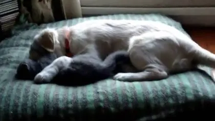 Cei mai dulci prieteni: Un căţel şi o pisică dorm împreună şi se alintă VIDEO