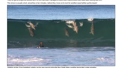 Spectacolul naturii: Show gratuit cu delfini, la malul mării FOTO
