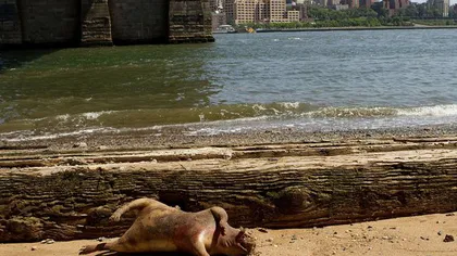 New York: Monstru misterios găsit sub Podul Brooklyn
