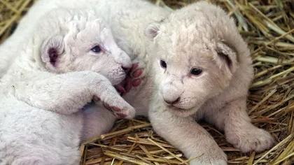 Cei doi pui de leu alb care vă vor fura inima FOTO