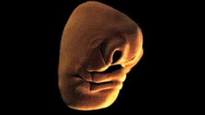 Cum se formează faţa bebeluşului în pântecul mamei VIDEO