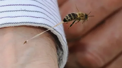 Pas cu pas ce trebuie să faci dacă te înţeapă o albină sau o viespe
