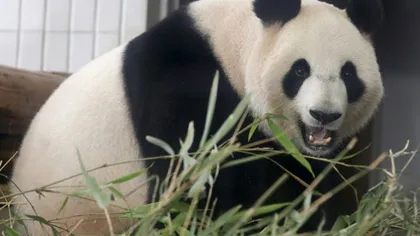 Primul pui de panda născut în ultimii 24 de ani, la grădina zoologică din Tokyo