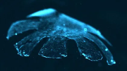 Medusoid: Prima meduză creată din celulele şoarecilor şi din silicon VIDEO