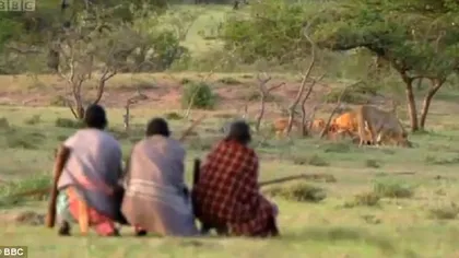 Foamea, mai tare decât frica. Membrii unui trib african fură mâncare de la lei VIDEO