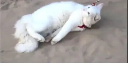 Cea mai leneşă pisică din lume VIDEO