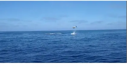 Spectacol de acrobaţie în ocean. Vezi cum sare un rechin de 360 de kilograme VIDEO