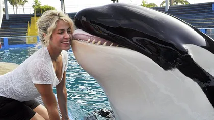 Curaj nebun. Shakira s-a lăsat sărutată de o balenă ucigaşă GALERIE FOTO