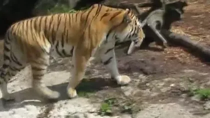 Ucis la Zoo. Tânăr de 21 de ani, găsit mort în ţarcul tigrilor