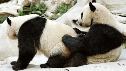 Puii de Panda sunt înnebuniţi după tobogan şi tumbe. Vezi ce au învăţat la Zoo VIDEO