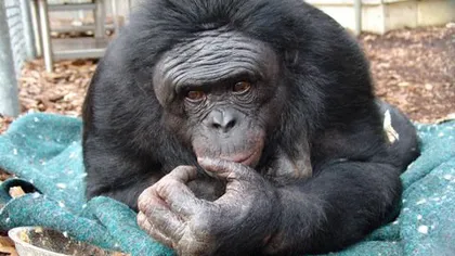 Un pas spre umanitate: Un cimpanzeu bonobo a învăţat singur să creeze unelte VIDEO