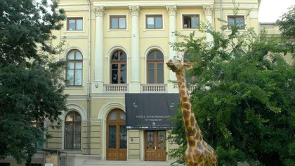 Girafa de la Antipa, distrusă în urmă cu două săptămâni, a fost reamplasată în faţa muzeului