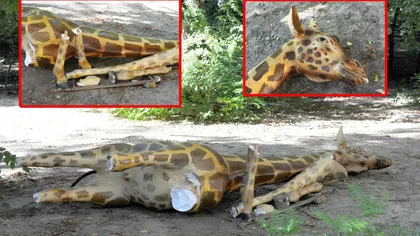 Girafa distrusă săptămâna trecută va fi reinstalată, joi, în faţa Muzeului Antipa