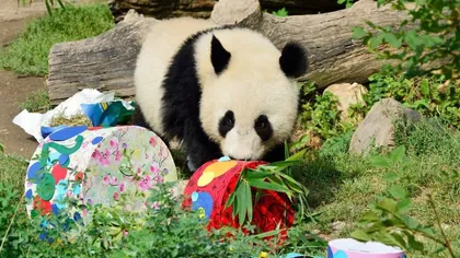Bucurie mare la zoo Viena: Puiul de panda a împlinit doi ani VIDEO