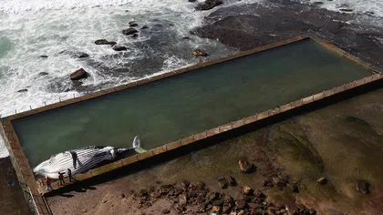 O balenă cu cocoaşă a eşuat într-o piscină din Australia FOTO