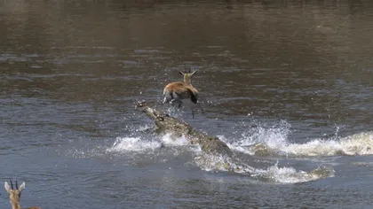 O săritură norocoasă: Cum a scăpat o gazelă din fălcile crocodililor FOTO