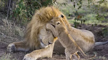 O scenă desprinsă din desenele animate: Momentul când un pui de leu îşi întâlneşte tatăl FOTO