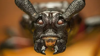 Gândacul-diavol: Insecta care terorizează America FOTO