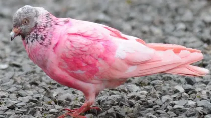 Porumbelul roz: Cercetătorii, uimiţi de culoarea neobişnuită a penelor sale FOTO