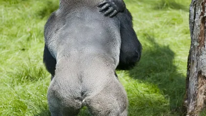Reuniune de familie între gorile: Doi fraţi, reuniţi după ani întregi, se îmbrăţişează FOTO