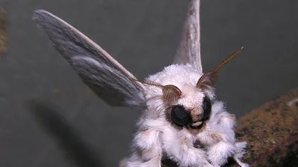 Insecta care fură inimi: O molie pufoasă, care arată ca un pudel FOTO