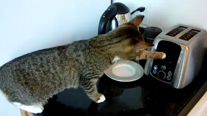 Atacul prăjitorului de pâine: Cum reacţionează pisicile faţă de ineditul duşman VIDEO
