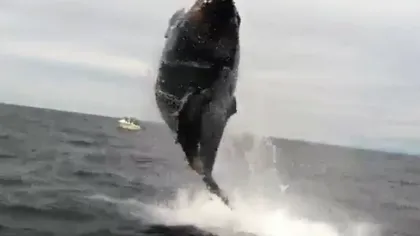 O balenă a speriat îngrozitor un grup de pescari: A sărit aproape în barca lor VIDEO