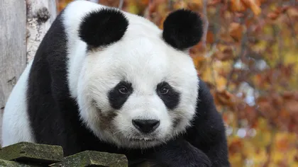 Cel mai bătrân panda mascul din lume, Bao Bao, a murit