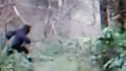 Este oare Bigfoot? O creatură misterioasă, filmată într-o pădure din SUA VIDEO