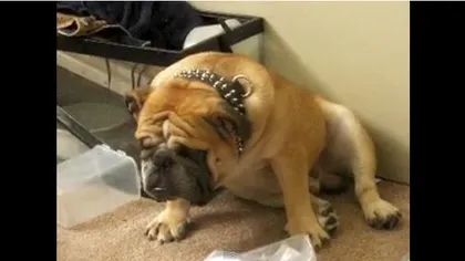 Cum se luptă un bulldog cu somnul VIDEO