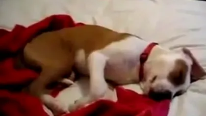 Şi câinii râd în somn: Un patruped scoate sunete ciudate în timp ce visează VIDEO